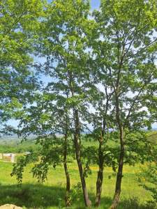 Sakarya Adapazarı Kayrancık 'Ta Doğayla İç İçe Yatırım 6