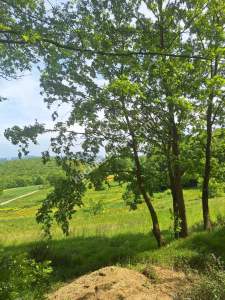 Sakarya Adapazarı Kayrancık 'Ta Doğayla İç İçe Yatırım 10