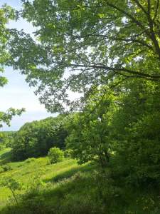 Sakarya Adapazarı Kayrancık 'Ta Doğayla İç İçe Yatırım