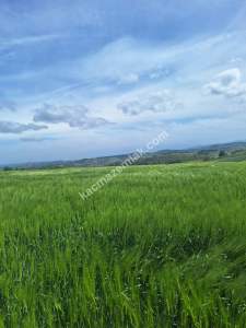 Sakarya Adapazarı Salmanlı'da Satılık Yatırımlık Arazi 7