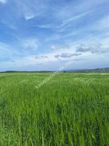 Sakarya Adapazarı Salmanlı'da Satılık Yatırımlık Arazi 8