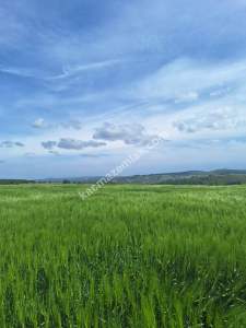 Sakarya Adapazarı Salmanlı'da Satılık Yatırımlık Arazi 6