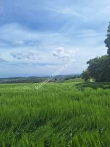 Sakarya Adapazarı Salmanlı'da Satılık Yatırımlık Arazi 4