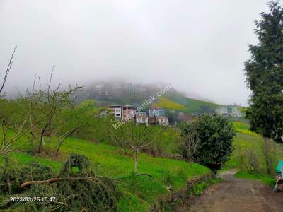 Trabzon Akçaabat Gümüşlü Köyünde Satlık Arazı 22