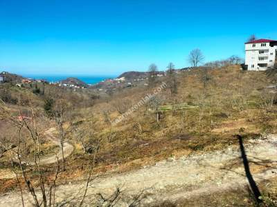 Trabzon Arsin Elmalanda Satılık Arsa 2