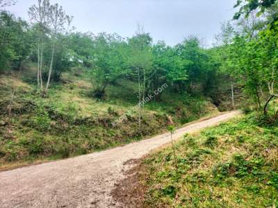 Trabzon Arsin Elmaalanda Satılık Arsa 1