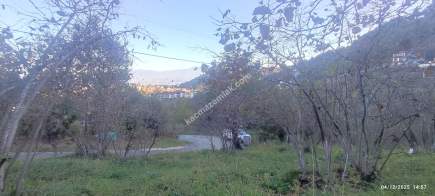 Trabzon Beşikdüzü Denizlide Satılık Fındık Bahçesi 5