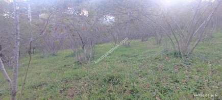 Trabzon Beşikdüzü Denizlide Satılık Fındık Bahçesi 3