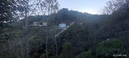 Trabzon Beşikdüzü Denizlide Satılık Fındık Bahçesi 16