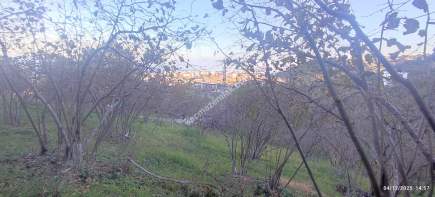 Trabzon Beşikdüzü Denizlide Satılık Fındık Bahçesi 7