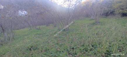 Trabzon Beşikdüzü Denizlide Satılık Fındık Bahçesi 2