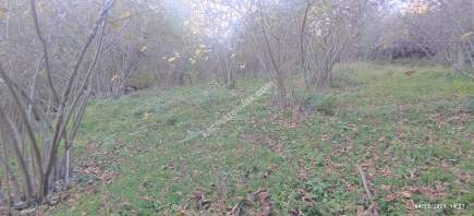 Trabzon Beşikdüzü Denizlide Satılık Fındık Bahçesi 6