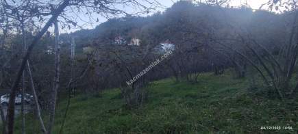 Trabzon Beşikdüzü Denizlide Satılık Fındık Bahçesi 4