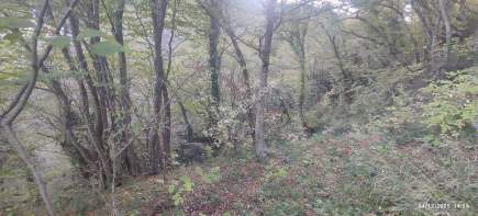 Trabzon Beşikdüzü Denizlide Satılık Fındık Bahçesi 11