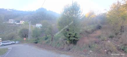 Trabzon Beşikdüzü Denizlide Satılık Fındık Bahçesi 1