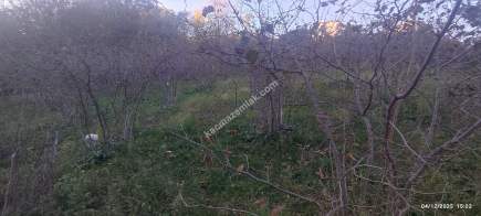 Trabzon Beşikdüzü Denizlide Satılık Fındık Bahçesi 15