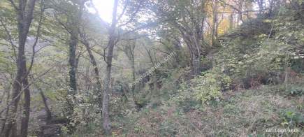 Trabzon Beşikdüzü Denizlide Satılık Fındık Bahçesi 12