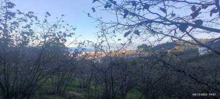 Trabzon Beşikdüzü Denizlide Satılık Fındık Bahçesi 8