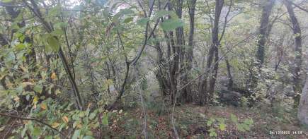 Trabzon Beşikdüzü Denizlide Satılık Fındık Bahçesi 13