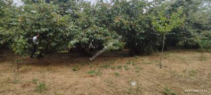 Beşikdüzü Takazlıda Satılık Ev Ve Fındık Bahçesi 16