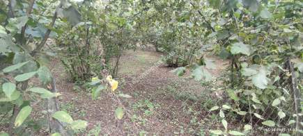 Ortahisar Geçit Mahallesinde Satılık Fındık Bahçesi. 12