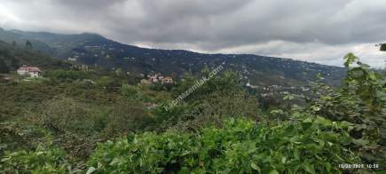 Ortahisar Geçit Mahallesinde Satılık Fındık Bahçesi. 5