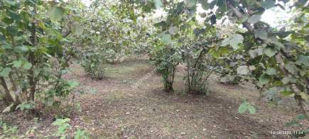 Ortahisar Geçit Mahallesinde Satılık Fındık Bahçesi. 15