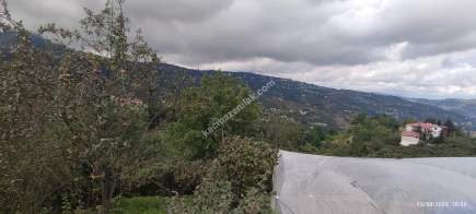 Ortahisar Geçit Mahallesinde Satılık Fındık Bahçesi. 7