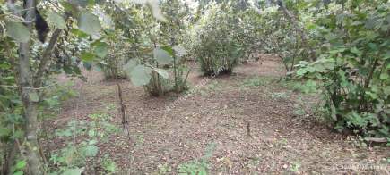 Ortahisar Geçit Mahallesinde Satılık Fındık Bahçesi. 14