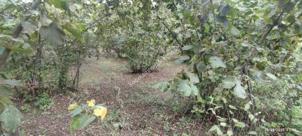 Ortahisar Geçit Mahallesinde Satılık Fındık Bahçesi. 13