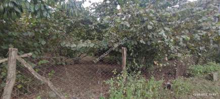 Ortahisar Geçit Mahallesinde Satılık Fındık Bahçesi. 9