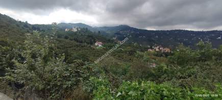 Ortahisar Geçit Mahallesinde Satılık Fındık Bahçesi. 4