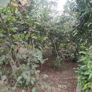 Ortahisar Geçit Mahallesinde Satılık Fındık Bahçesi.