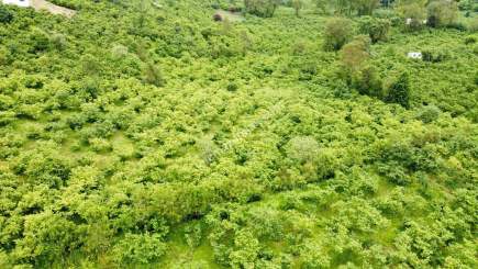 Trabzon Gölçayır Da Satılık 989 M2 Arsa 13