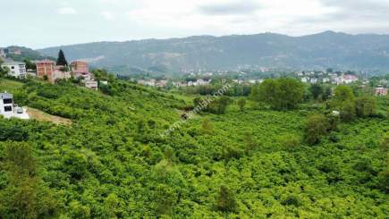 Trabzon Gölçayır Da Satılık 2567 M2 Arazi 1