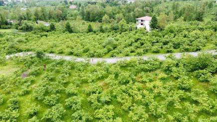 Trabzon Gölçayır Da Satılık 989 M2 Arsa 16