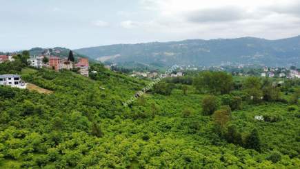 Trabzon Gölçayır Da Satılık 2567 M2 Arazi 14