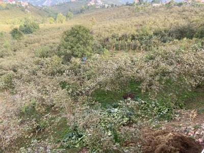 Trabzon Ortahisar Gözalan Mahallesinde Satılık Arazi 13
