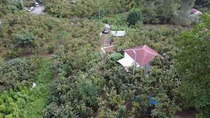 Trabzon Ortahisar İncesu'da Merkeze Yakın Satılık Araz 12