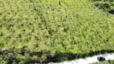 Trabzon Karlık Mah.full Deniz Manzaralı Arazi 15