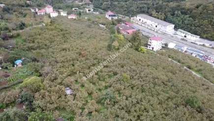 Trabzon Kutlugün Mah Satılık Arsa 9