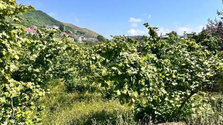 Trabzon Gürbulak Ta Köşe Parsel Satılık Arazi 10