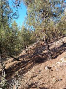 Denizli Çal Bahadınlarda 2720 M2 Satılık Bağ/Çamlık 1