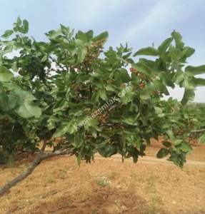 Yola Sıfır Oğuzeli Buldukda 10 Dönüm Tek Tapu Fıstıklık 14