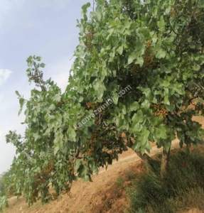 Yola Sıfır Oğuzeli Buldukda 10 Dönüm Tek Tapu Fıstıklık 10