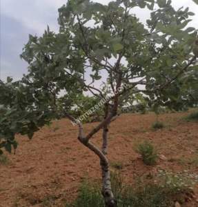 Yola Sıfır Oğuzeli Buldukda 10 Dönüm Tek Tapu Fıstıklık 18