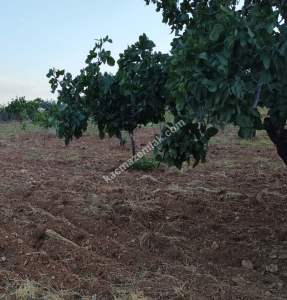 Yola Sıfır Oğuzeli Buldukda 10 Dönüm Tek Tapu Fıstıklık 31