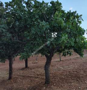Yola Sıfır Oğuzeli Buldukda 10 Dönüm Tek Tapu Fıstıklık 24