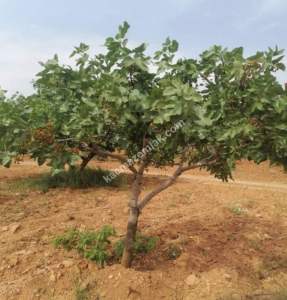 Yola Sıfır Oğuzeli Buldukda 10 Dönüm Tek Tapu Fıstıklık 15