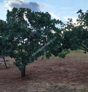 Yola Sıfır Oğuzeli Buldukda 10 Dönüm Tek Tapu Fıstıklık 16